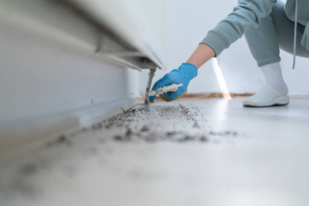 Best Termite Control Services  in Fosston, MN